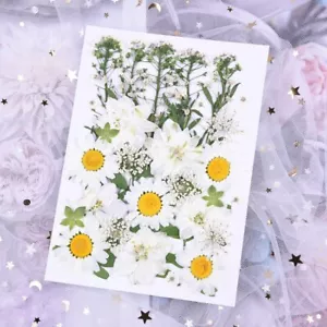 36PCS Real Pressed Dry flowers leaves collection, 8 kinds for DIY craft FCD503 - Picture 1 of 2