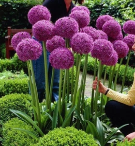 Flor de cebolla gigante morada ( Allium giganteum ) semillas jardín flores - Imagen 1 de 1
