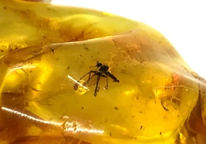 AMBER Piece with Insect Gift Inclusion Fossil Insects Baltic Amber 6,5g 14551 - Picture 1 of 12