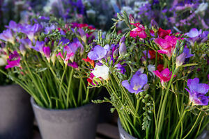 20 Freesia PINK & BLUE Mix Bulbs Spring Summer Flowering Fragrant Cutflowers