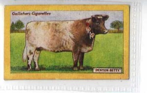 (Je7661) GALLAHER,CHAMPION ANIMALS & BIRDS,DENTON BETTY,1924,#23