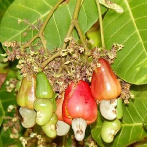 10 seeds ANACARDIUM OCCIDENTALE CASHEW NUT TREE RARE TROPICAL FRUIT FRESH - Picture 1 of 5