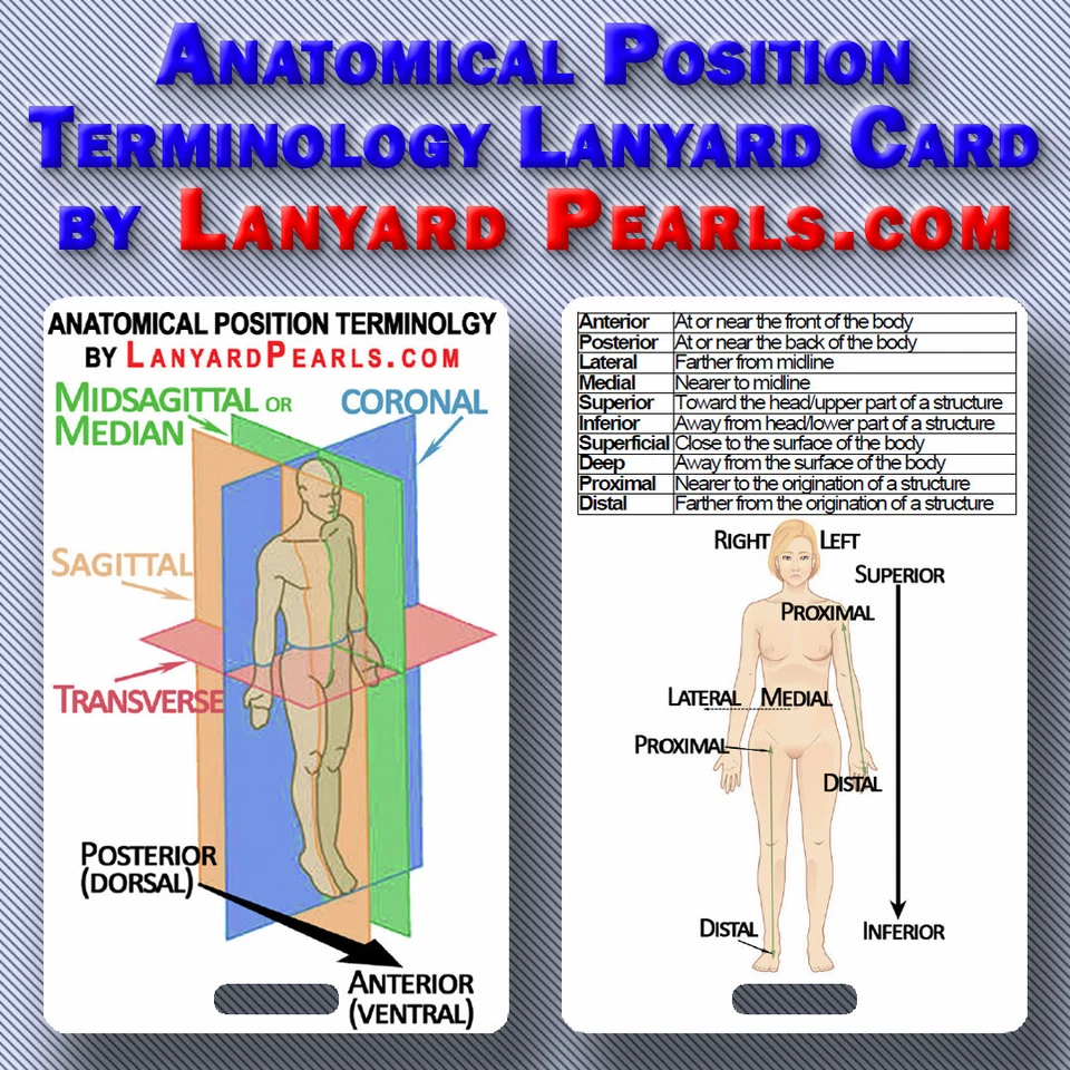 Anatomical Position Terminology Lanyard Badge Card | PVC Waterproof
