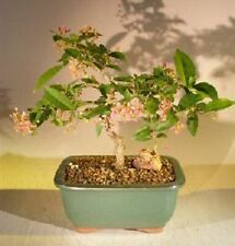 Dwarf Barbados Cherry Bonsai Tree Fruit Live Plant Malpighia Pendiculata 7" tall