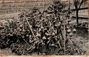 Postal publicitaria DB mujer detrás de limonero Allison-Richey Land Co PM 1908 - Imagen 1 de 2