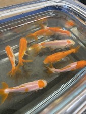 wakin goldfish  X 6 pond and aquarium fish fancy goldfish fantastic quality