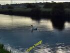 Photo 6x4 Swan silhouette Normanton/SE3822 Aire and Calder Navigation ca c2013