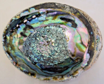 Abalone Shell Polished 6" Paua Rainbow LG Sea Green Blue Pink Beach House Smudge - Image 1 of 4