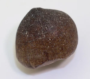 Mosasaurus, Globidens phosphaticus, Kreide, Maastricht, Oued-Zem, Marokko -L919 - Bild 1 von 5
