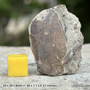 British fossil lobster - meyeria magna, isle of wight, uk - unique marine life - Picture 1 of 1