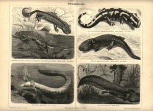 1893 Antica Stampa = RETTILI ANFIBI = OLD PRINT - Picture 1 of 1