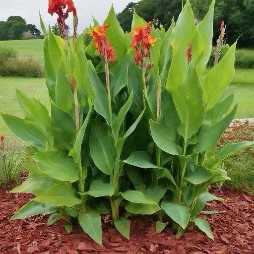 Yellow Canna-Lilly Flower Seeds, 10 Pack, MS Grown, Drought Heat Tolerant - Image 1 of 1