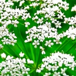 Anise Seeds | NON-GMO | Heirloom | Fresh Garden Seeds - Picture 1 of 2