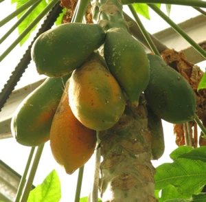 COLD CLIMATE Paw Paw Papaya DWARF SWEET CARICA 10 Seeds Tree Melon ORGANIC - Picture 1 of 2