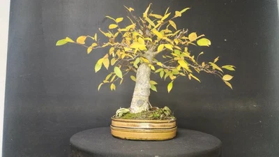 Siberian Elm Bonsai Tree In Handmade Pot By Tom Phardel - Image 1 of 4