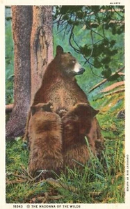 Vintage Postcard 1930's The Madonna of The Wilds Yellowstone Park County Wyoming - Picture 1 of 2