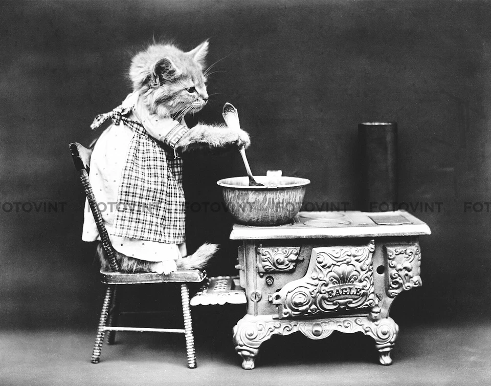 KITTEN CAT Photo Picture VINTAGE Kitchen Cooking Photograph Print 8x10 or 11x14 - Image 1 of 1