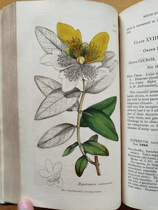 Sowerby English Botany  Botanik Pflanzen 209 kolorierte Tafeln - 1839 - Picture 1 of 11