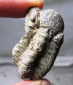 Geesops sparsinodosus - Jemelle fm, Vireux-Molhain, Frankreich - Trilobit Fossil - Bild 1 von 9
