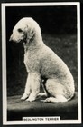Tobacco Card, Senior Service, DOGS, DOG BREEDS, 1939, Bedlington Terrier, #20