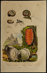 1839 - Planaires, Mollusques planorbe, coquillage placune - Gravure ancienne