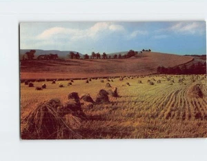 Cartolina Raccolta Grano - Foto 1 di 2