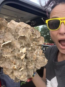 Organic Maitake (Hen Of The Woods) Mushrooms | 1 lb | Wildharvested in the USA - Picture 1 of 10