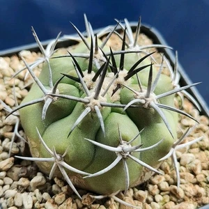 Copiapoa coquimbana v. wagenknechtii AW 93 POT 7 CM Own root RARE!!! - Imagen 1 de 5