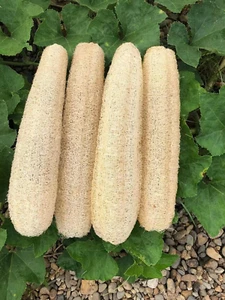 Natural Loofah Sponges Organic Luffa Bath Shower Sponge Exfoliating Body Back Sc - Picture 1 of 11