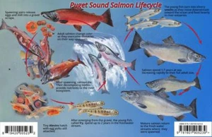 Puget Sound Salmon Life Cycle & Identification Guide Card - Picture 1 of 2