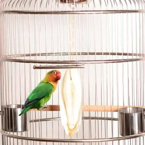 5 Stück/Set Tintenfischgräten Tintenfisch Vogelfutter Calcium Neu πж für Vögel V2 ~ - Bild 1 von 12