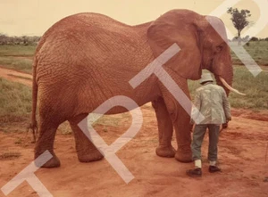 Vtg Photo Of A Man Standing Beside A Beautiful Elephant 1980s - Picture 1 of 3