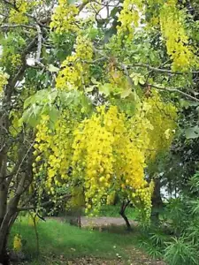 15 GOLDEN SHOWER TREE Gold Rush Yellow Cassia Fistula Flower Seeds - Picture 1 of 5
