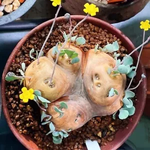 Pianta succulenta da giardino 1-1,5 cm piante bellissime - Foto 1 di 19