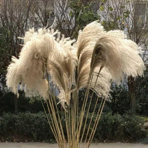 Flores Secas Naturales Pampas Hierba Caña Racimo Ramo Hágalo usted mismo Boda Fiesta Decoración - Imagen 1 de 14