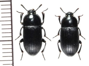 Tenebrionidae: Uloma polita pair ,A1, unmounted,Japan,beetle - Picture 1 of 1