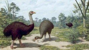 AUSGESTORBENE ELEFANTEN VÖGEL GLÄNZEND POSTER BILD FOTODRUCK BANNER 11820 - Bild 1 von 1