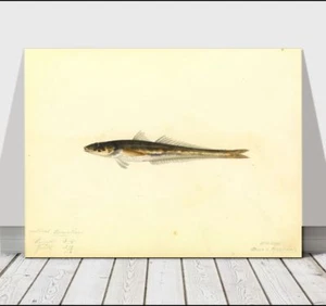 VINTAGE FISH ART - Small Fish - CANVAS ART PRINT POSTER - 12x8" - Picture 1 of 1