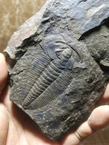 Frühe kambrische Lederiki Trilobiten Fossilien aus Guizhou A07 - Bild 1 von 6