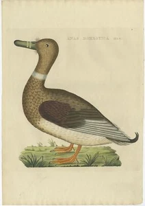 Antiker Vogeldruck einer männlichen Hausente von Sepp &amp; Nozeman (1809) - Bild 1 von 1