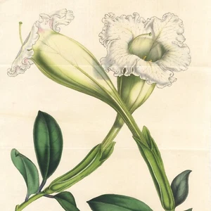 1848 Stunning Van Houtte Double Fold-out Folio Color Litho SOLANDRA LAEVIS - Picture 1 of 7