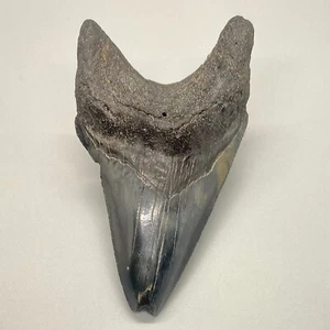 Cool Shape DEFORMED 3.85" Fossil MEGALODON Tooth - USA - Picture 1 of 5