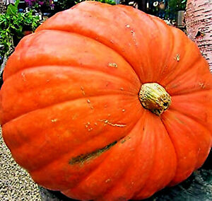 Big Max Pumpkin Seeds Non~Gmo Organic Garden Fruit Squash Vine Plant 1-200+ Lbs