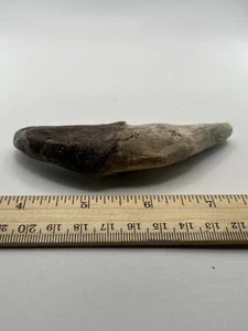 BASILOSAURUS TOOTH FOSSIL Late Eocene 40 Mi Yrs Old Artiodactyl 4.5” Q5 - Picture 1 of 4