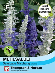 Mehlsalbei 'Seascape' - Salvia farinacea, Landhausgarten, Salbei, Samen, 8568 - Bild 1 von 2