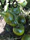 graine tomate taille moyenne variété "VERTE DE HUY" (FRAIS PORT UNIQUE)