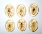 Lot de 100 pièces ovale cabochon insecte scorpion doré 41 x 31 mm blanc ambre