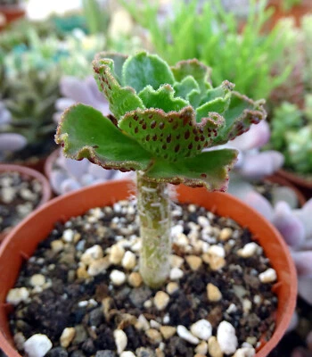 AEONIUM SMITHII plante grasse succulente succulento caudex euphorbe jatropha - Photo 1/3