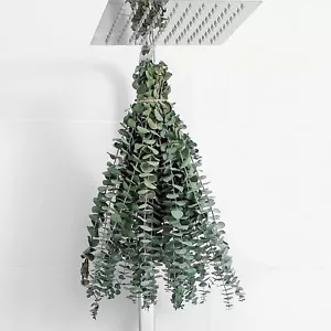 10 Pcs Dried Eucalyptus Stems 17" Real Eucalyptus for Shower Hanging 100% Made f - Picture 1 of 4