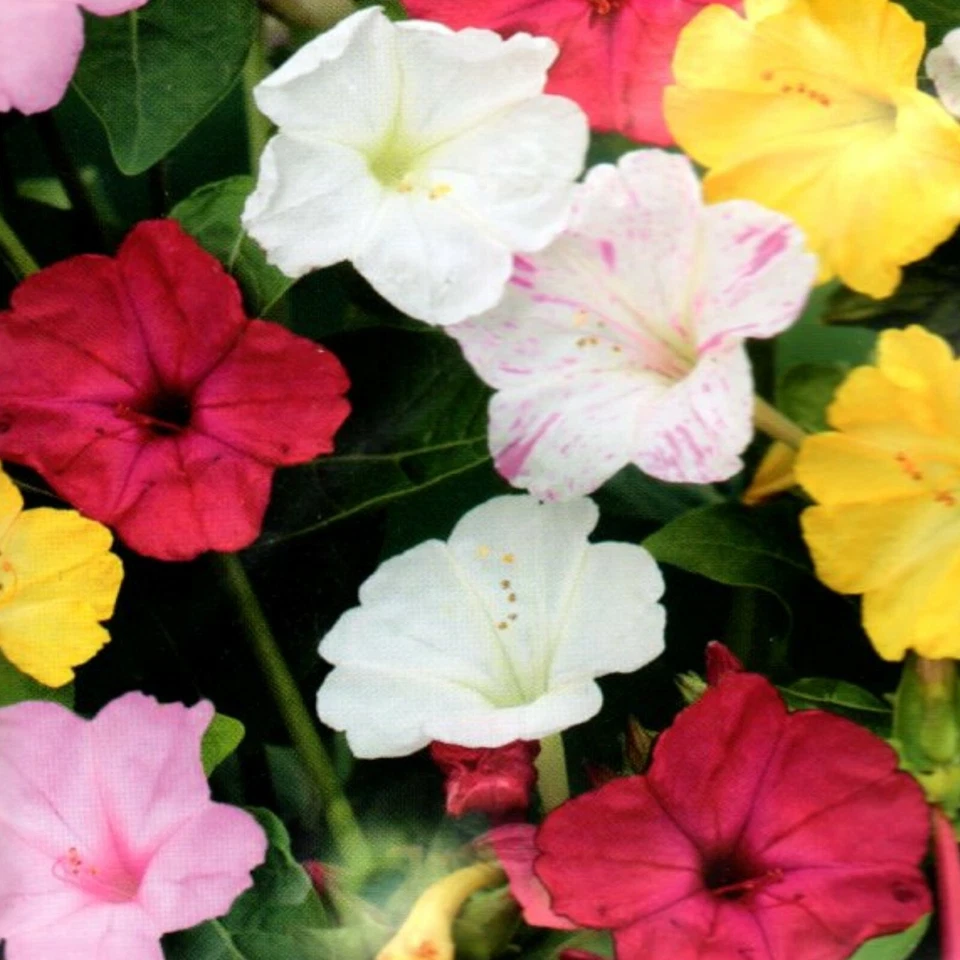 Wunderblume Mix Mirabilis jalapa Pflanze haltbar bis 12.2024 15 Samen Nr.364 - Bild 1 von 1